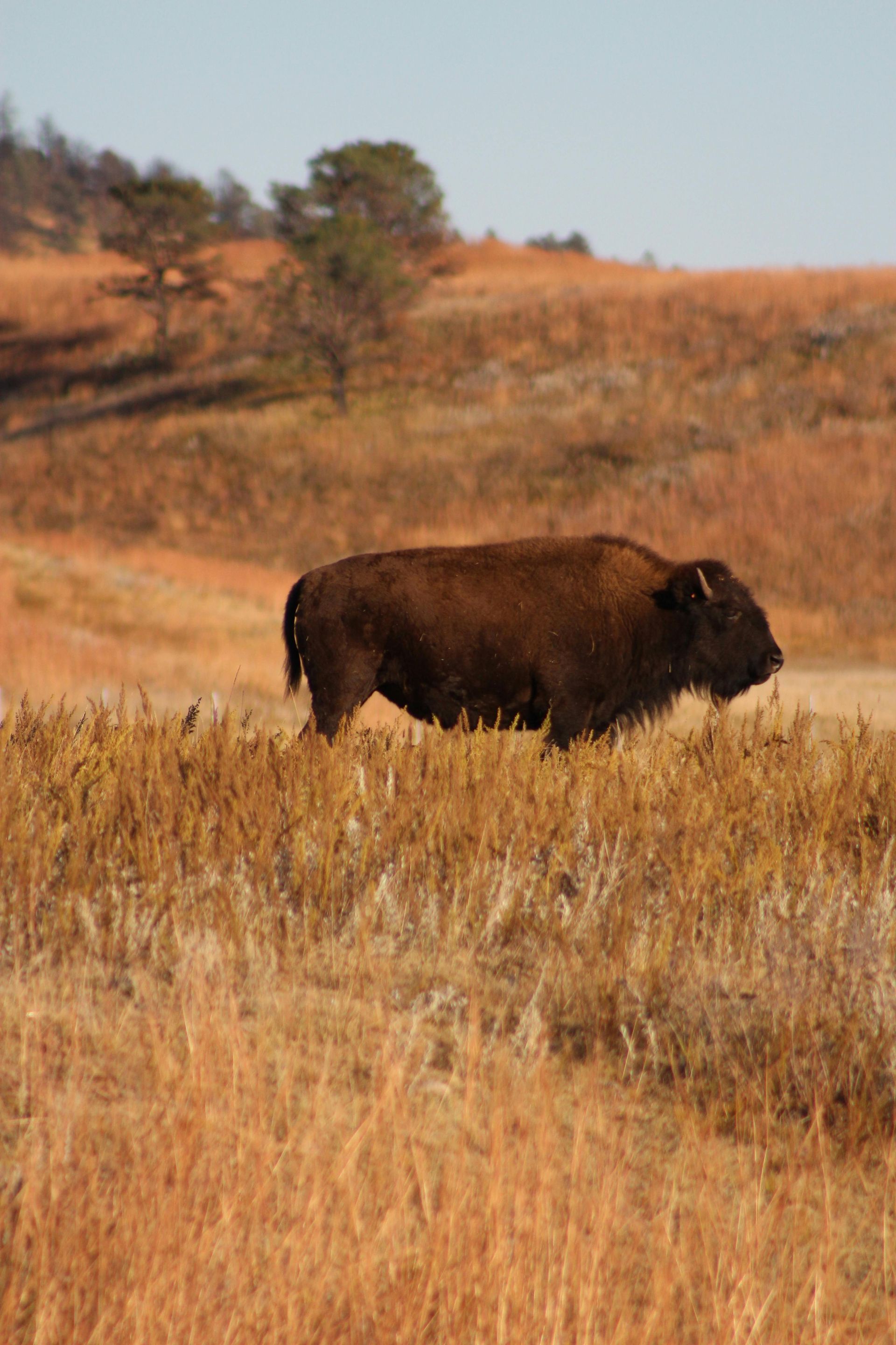 A bison is standing in a field of tall grass.