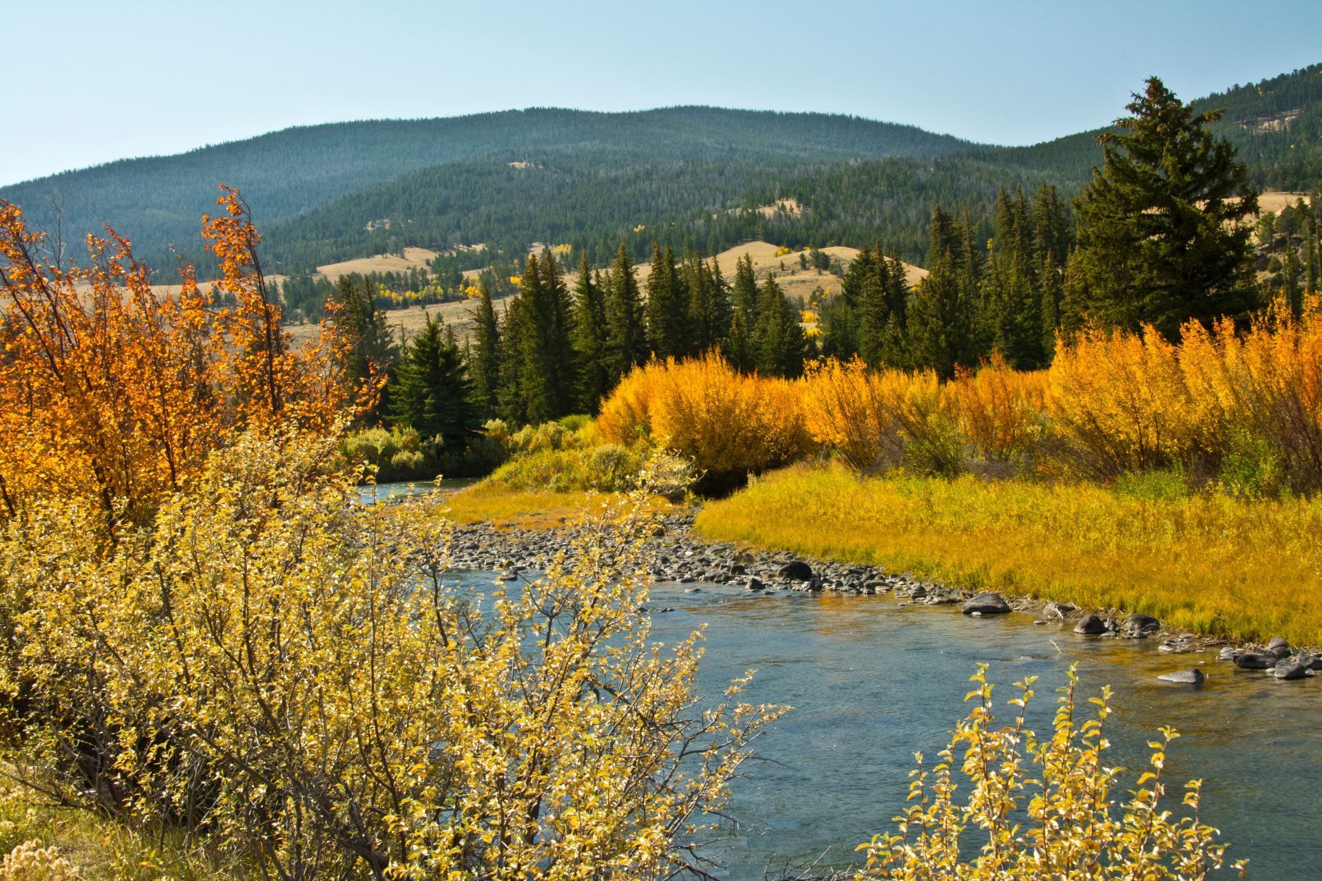 A river flowing through a lush green forest with mountains in the background