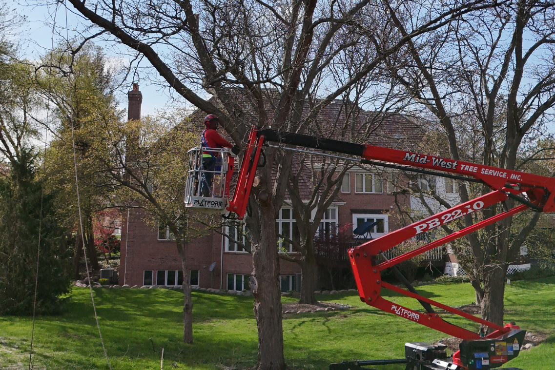Why Winter Is The Best Time to Prune Oak Trees