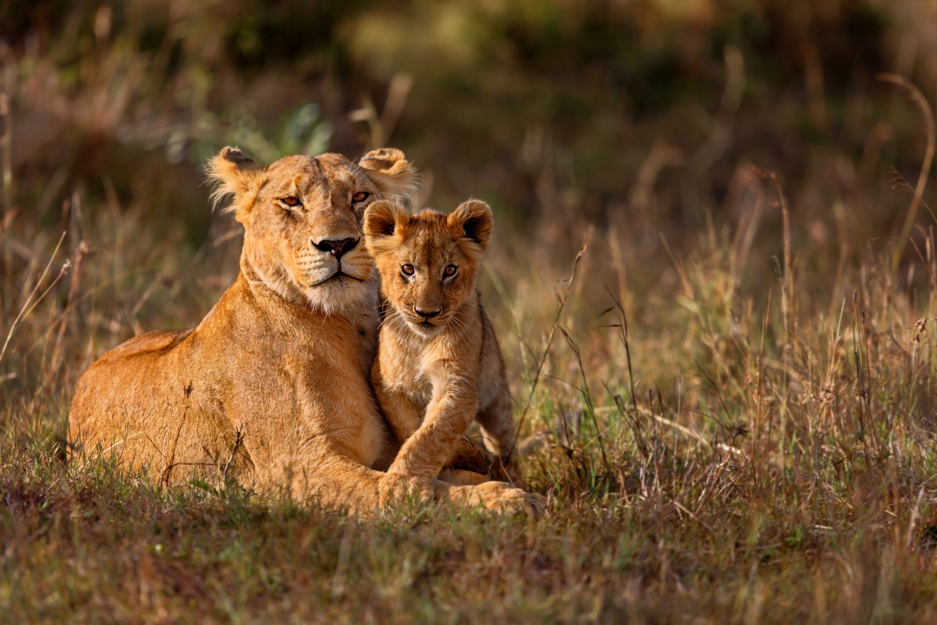 A lioness and her cub are laying in the grass.