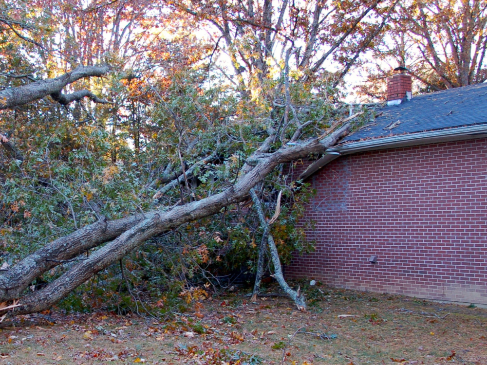 Fallen tree leaning on a brick house roof in an autumn yard