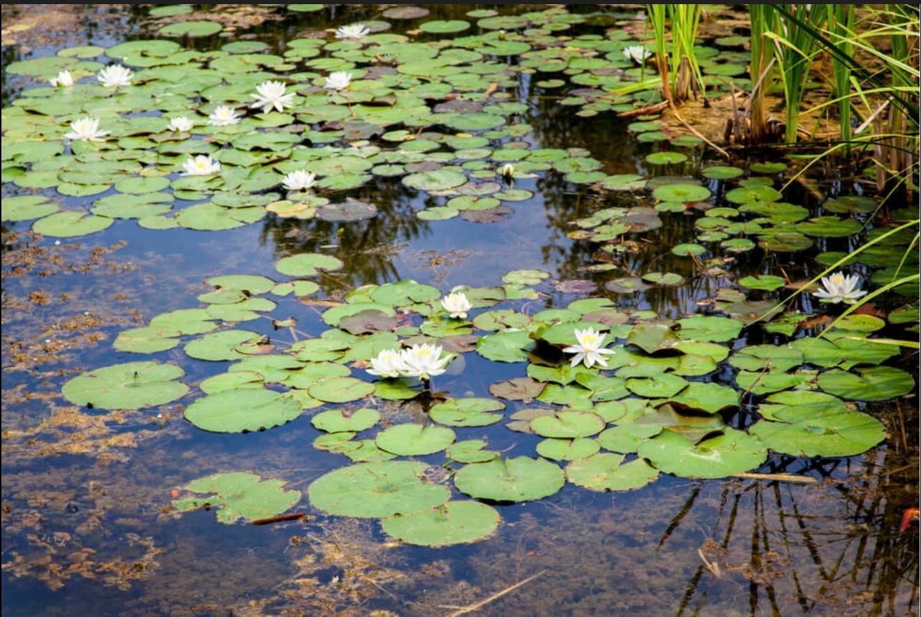 October 18 - Pastels: Water lilies