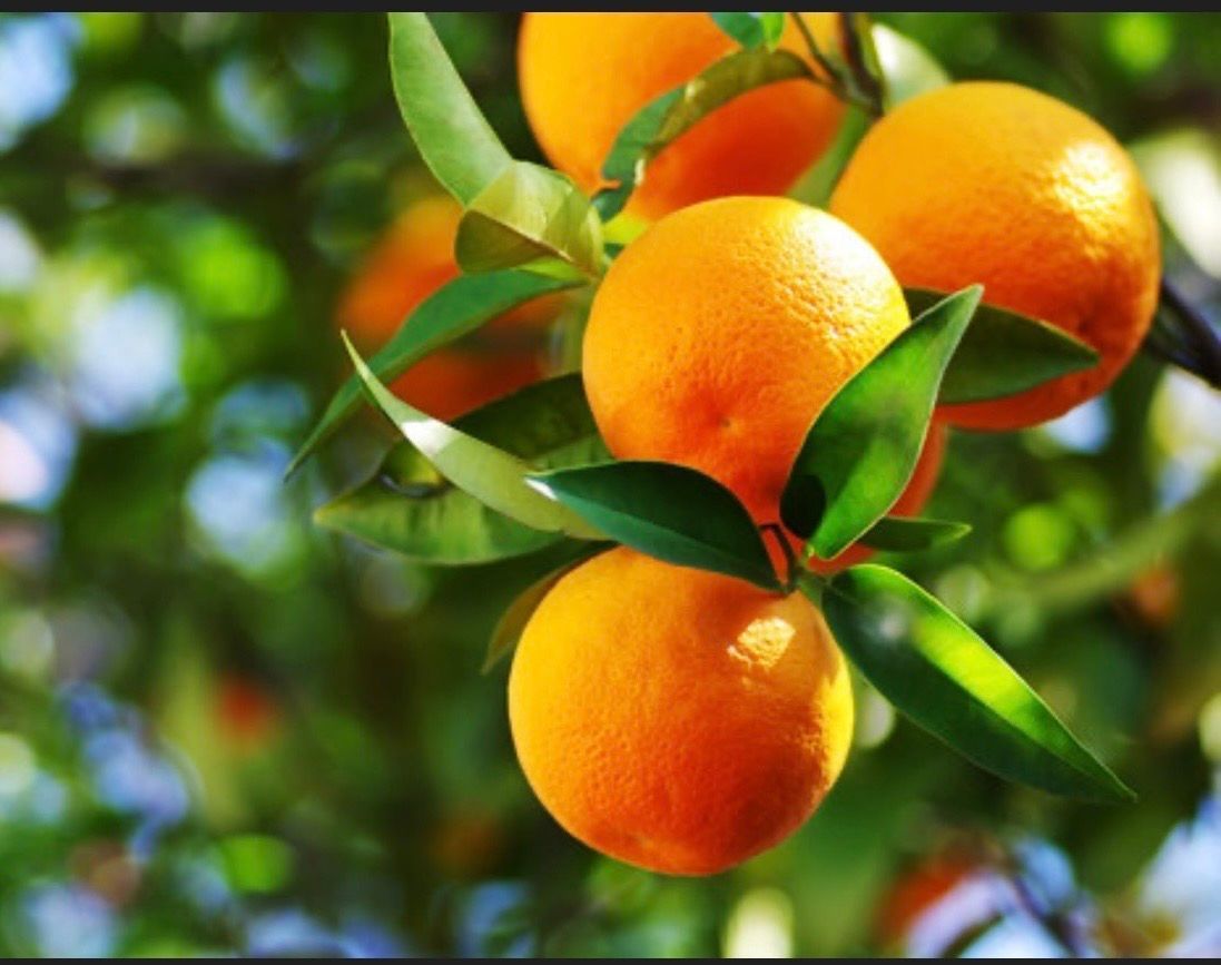 January 18 Pastels: Mandarin Tree