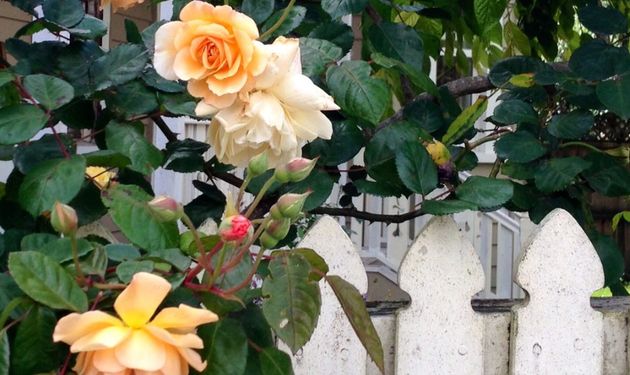 Roses at a couples counselling practice in Auckland