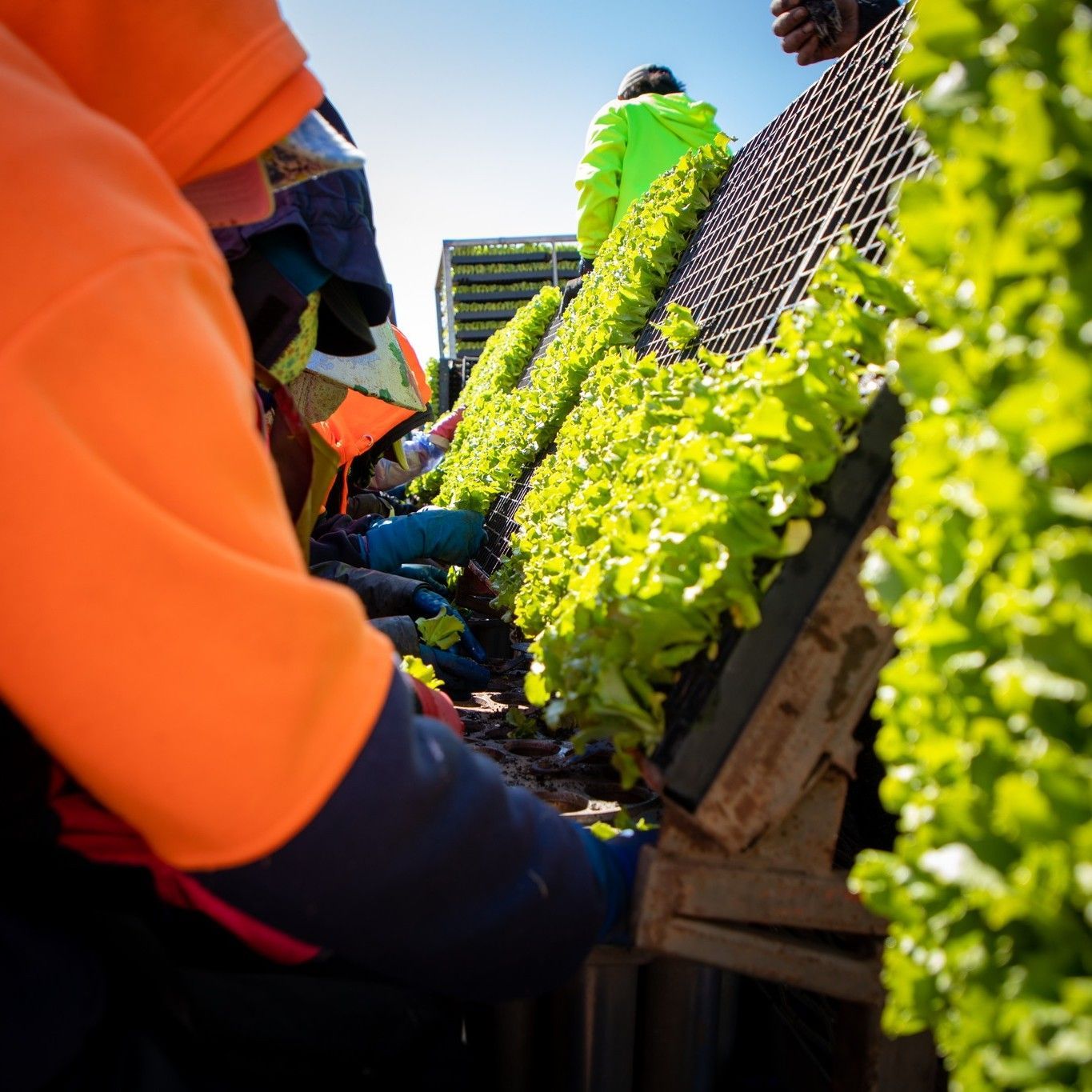 A veterinarian is examining a bulldog puppy with a stethoscope.