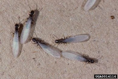 A group of termites are crawling on a piece of cardboard.