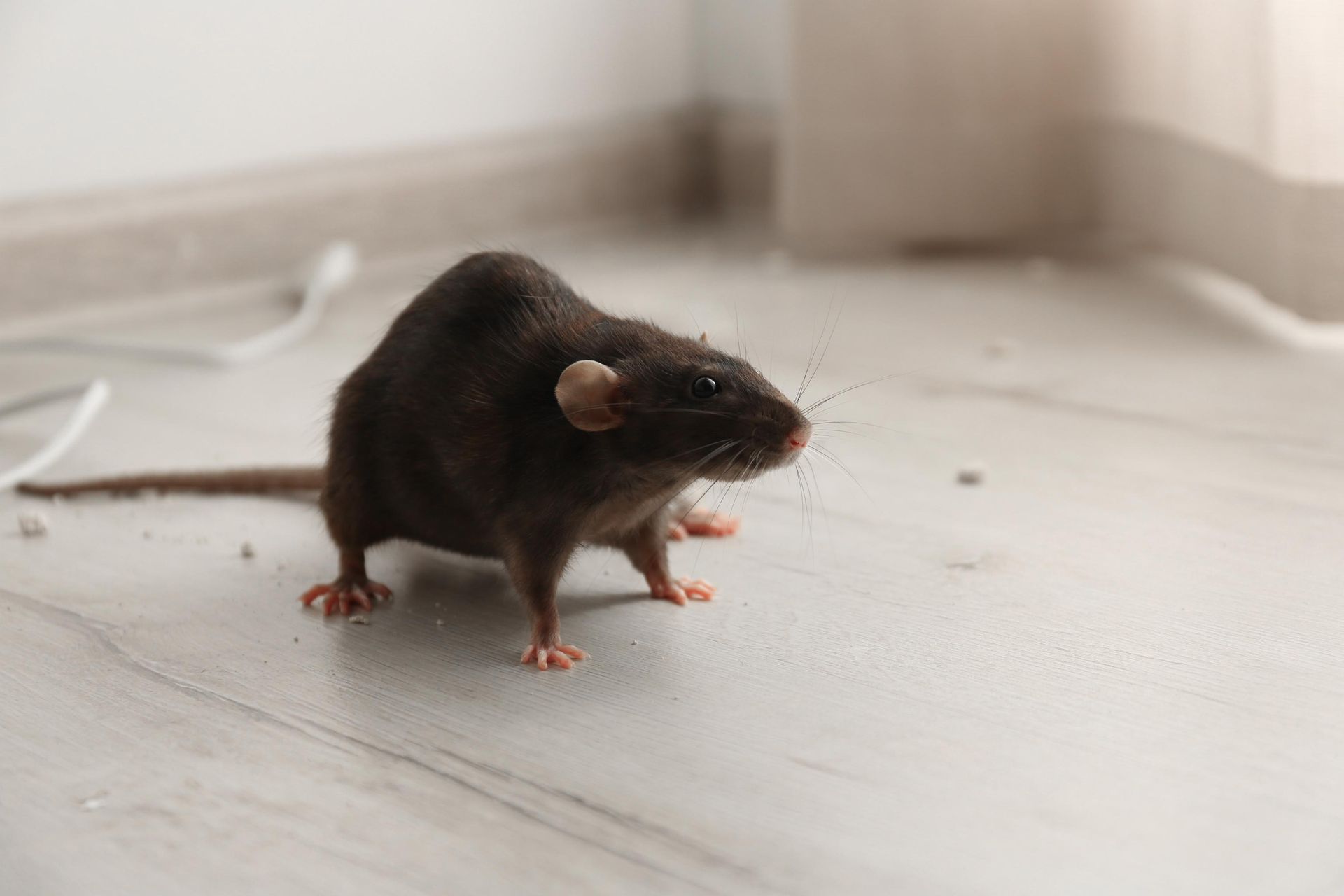 A rat is standing on a tiled floor in a room.