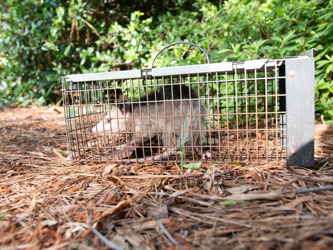 A raccoon is sitting in a cage on the ground.