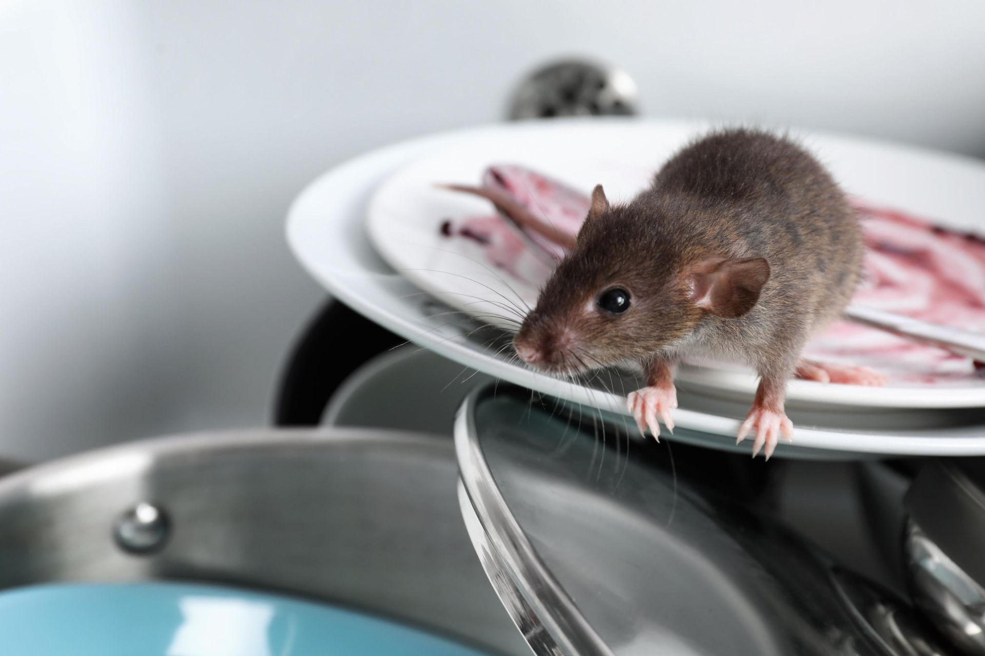A mouse is standing on a plate in a kitchen.
