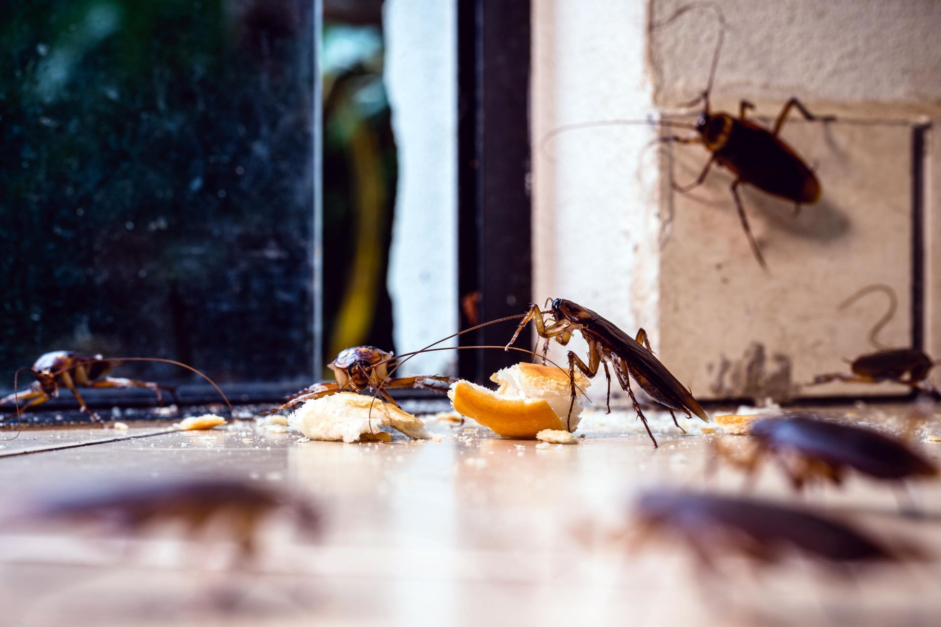 A group of cockroaches are eating food on the floor.