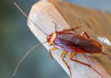 A cockroach is sitting on a piece of wood.