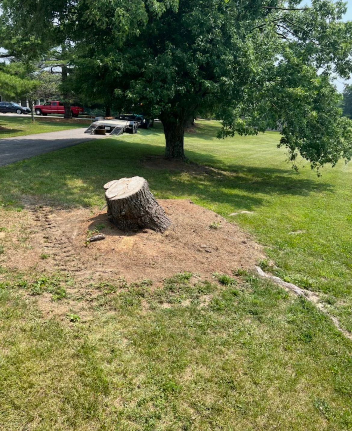 Tree Stump — Scottsburg, IN — Babbs Land Management LLC