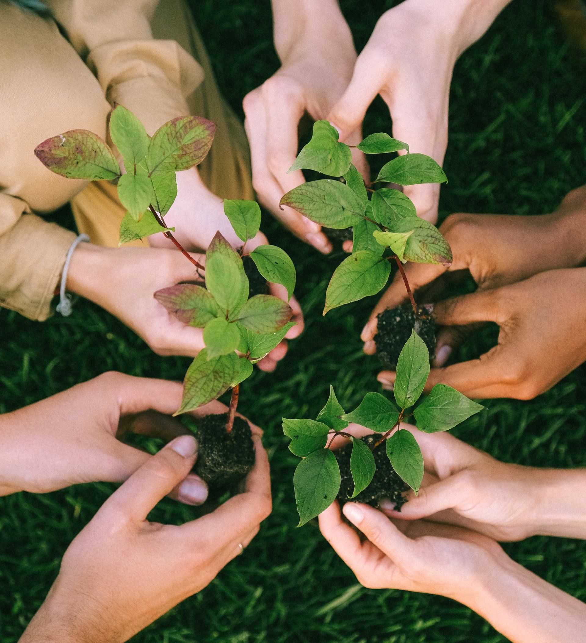 Team nurturing young plants