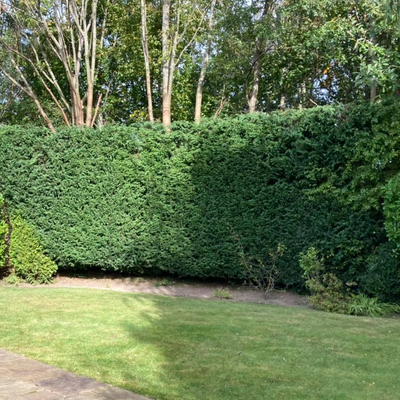 Neatly maintained hedge