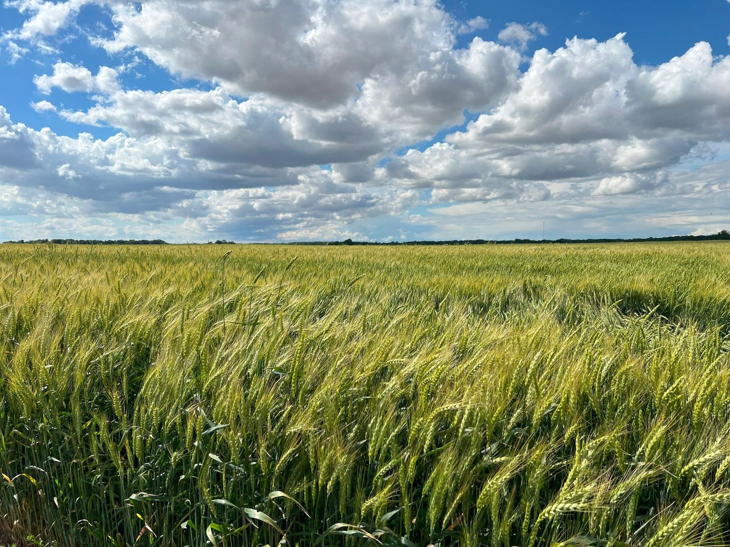 wheat field Hardin County Ohio