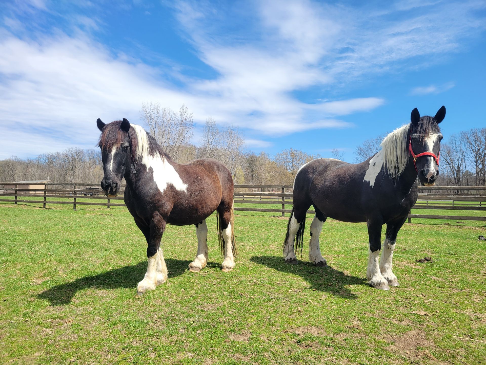 Two horses are standing next to each other in a grassy field.