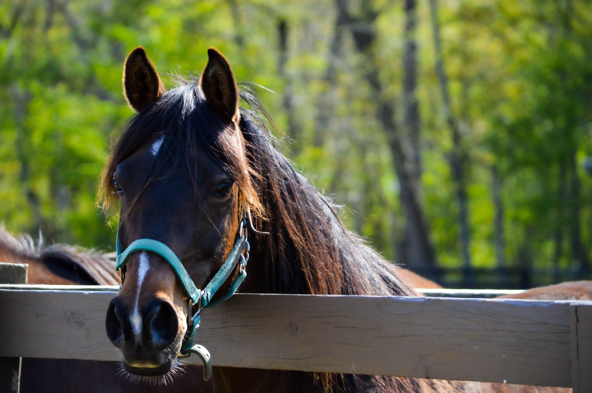 A close up of a horse looking over a wooden fence.
