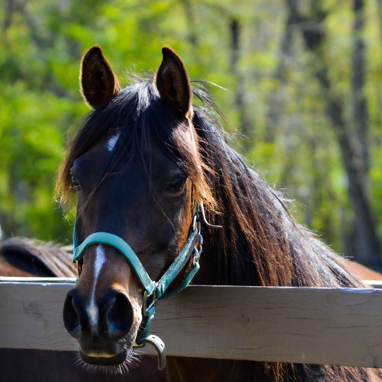 A close up of a horse behind a wooden fence