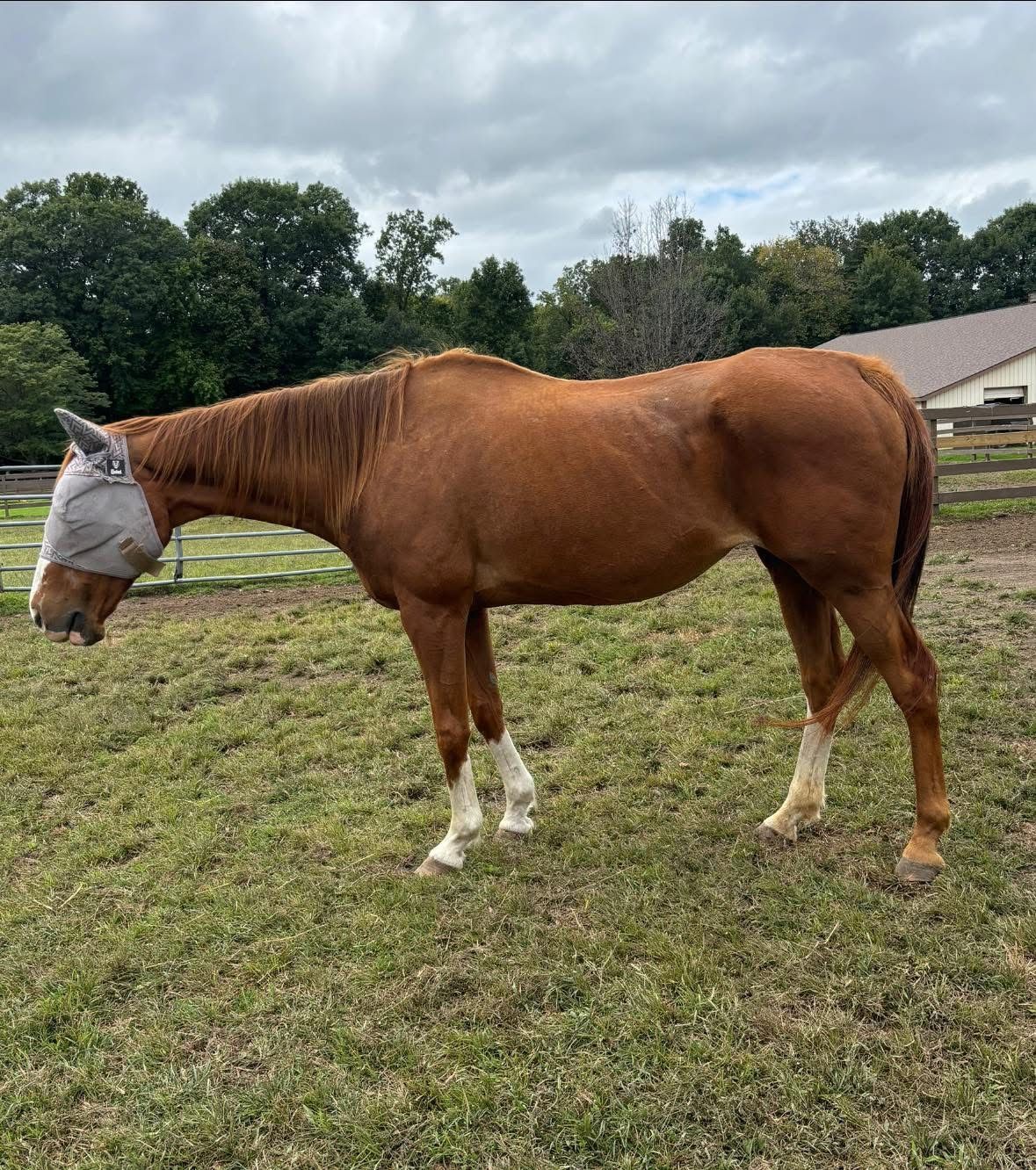 A brown horse wearing a mask is standing in a grassy field.