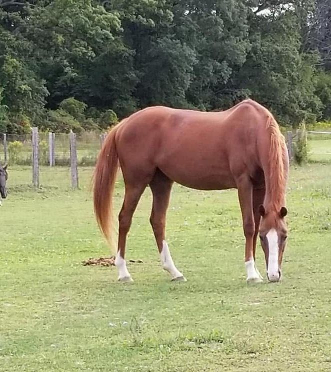 A brown horse is grazing in a grassy field.