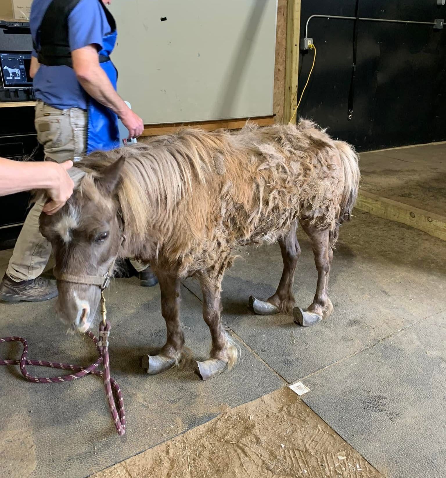 A man is standing next to a pony on a leash