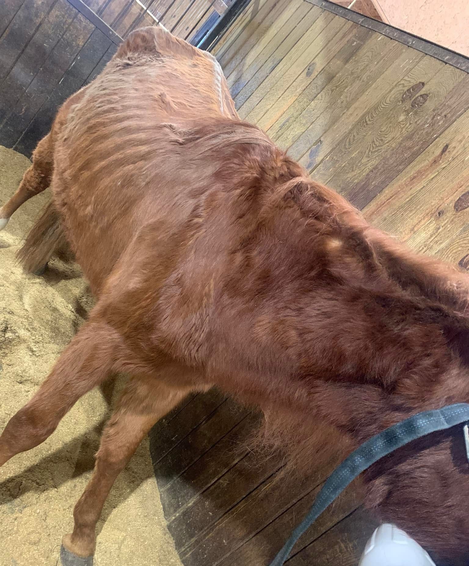 A brown cow is standing in a wooden stable.