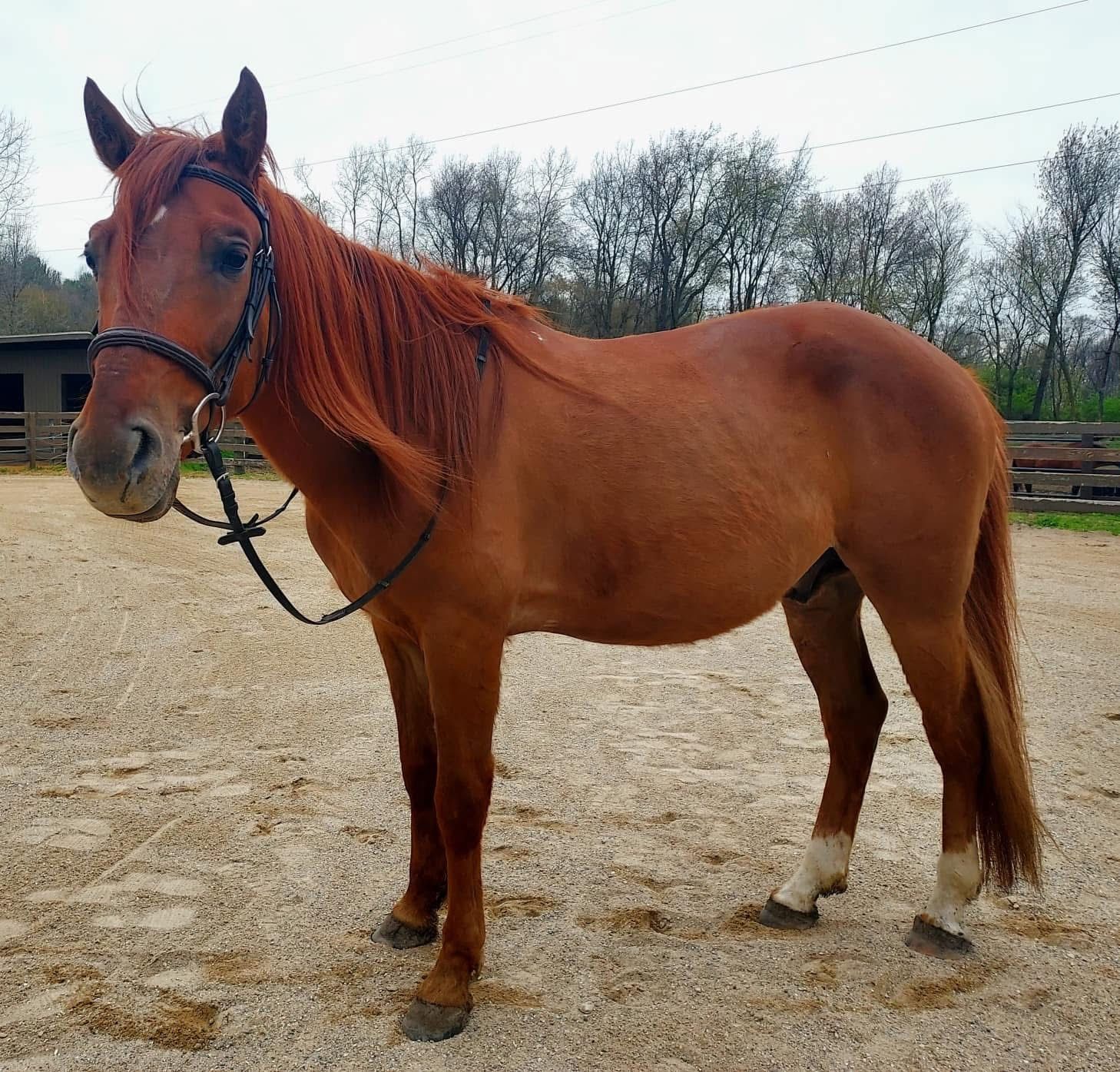 A brown horse with a black bridle is standing in a dirt field