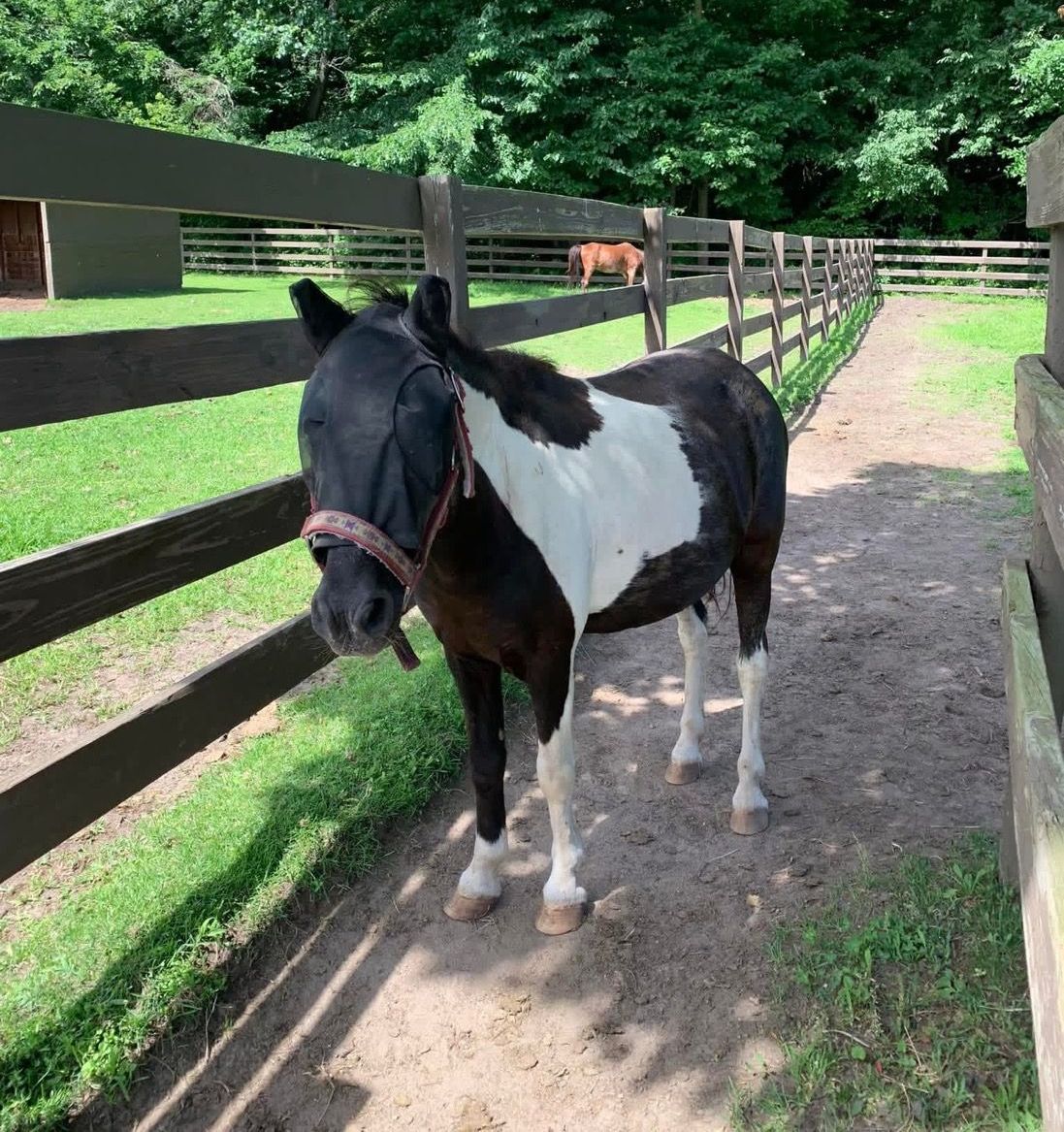 A black and white horse is standing next to a wooden fence.
