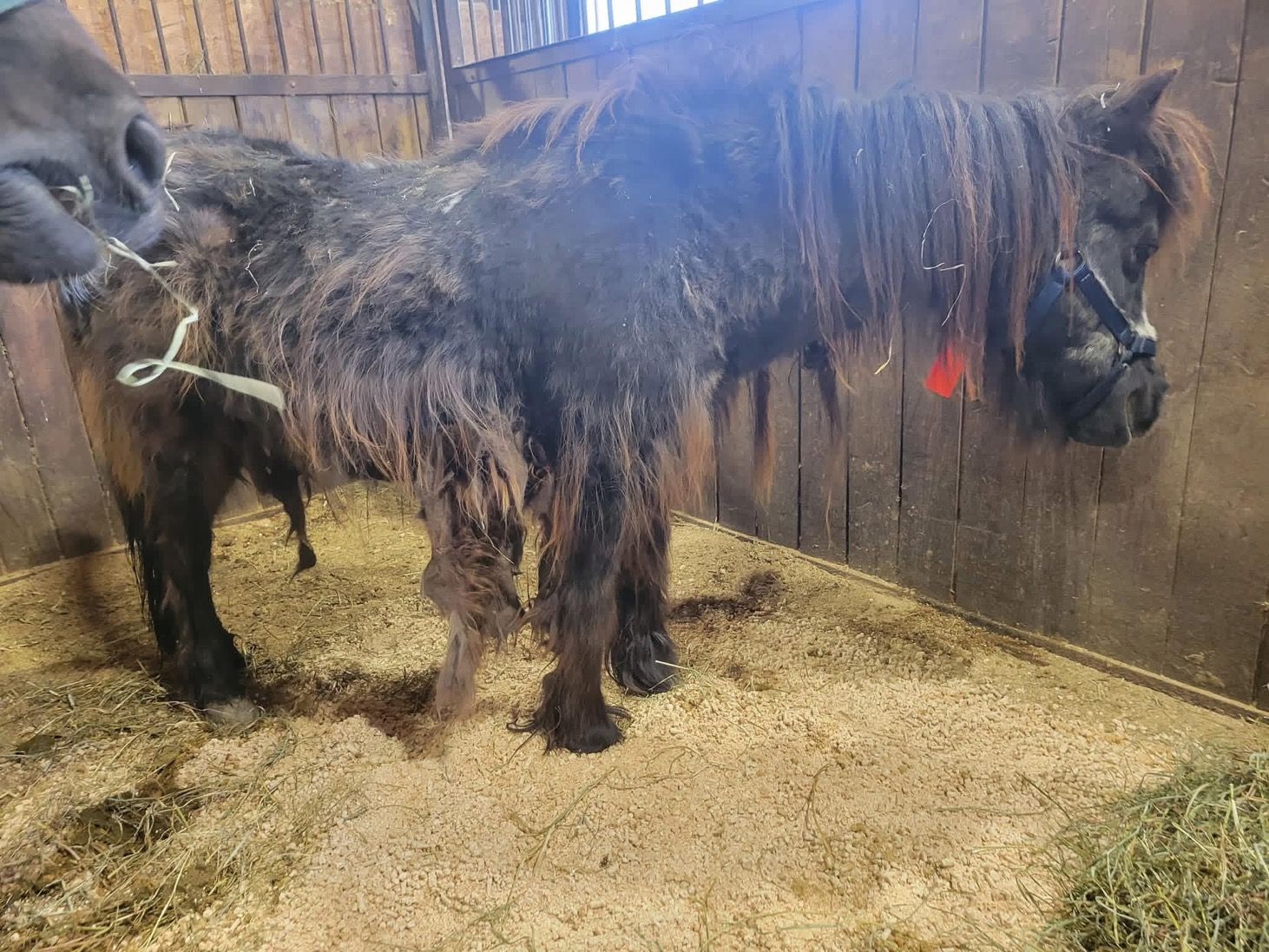 A horse is standing in a stable with hay on the ground.