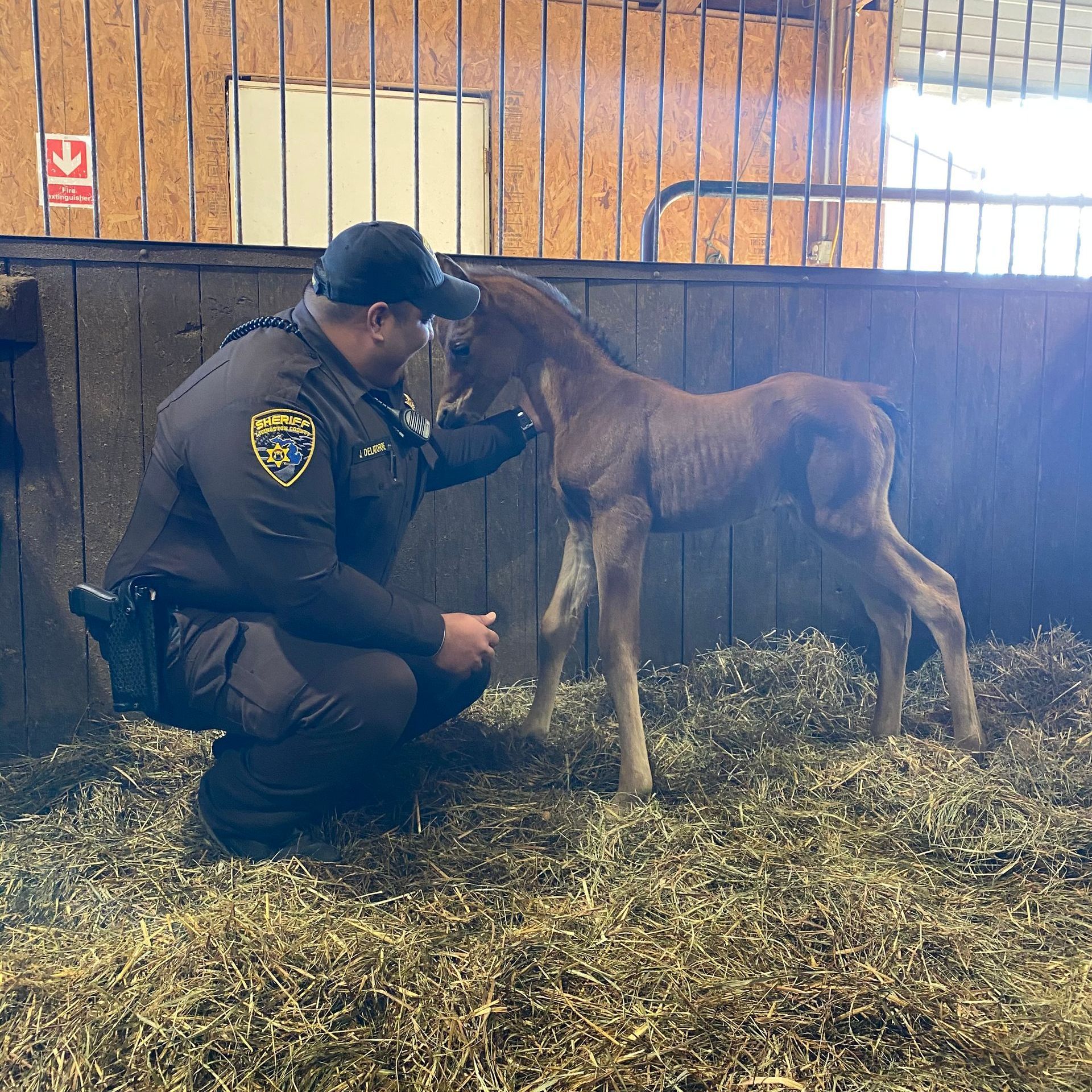 A police officer examines a baby horse in a stable