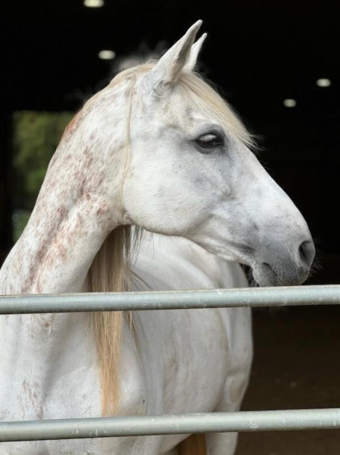 A close up of a white horse behind a fence