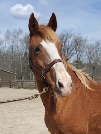A brown horse with a white spot on its face