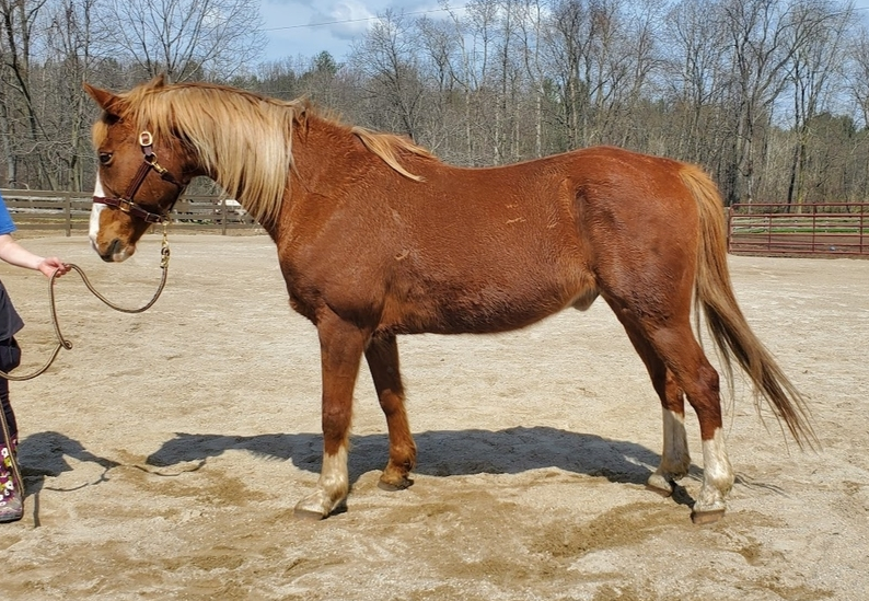 A brown horse standing in a dirt field with a person standing next to it