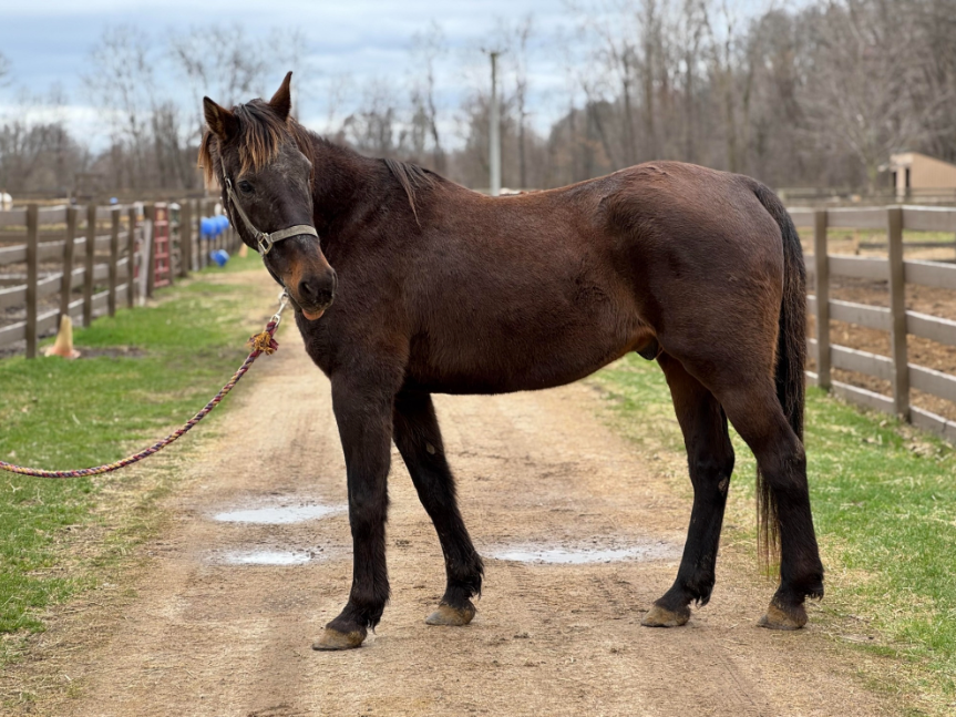 A brown horse is standing on a dirt road.