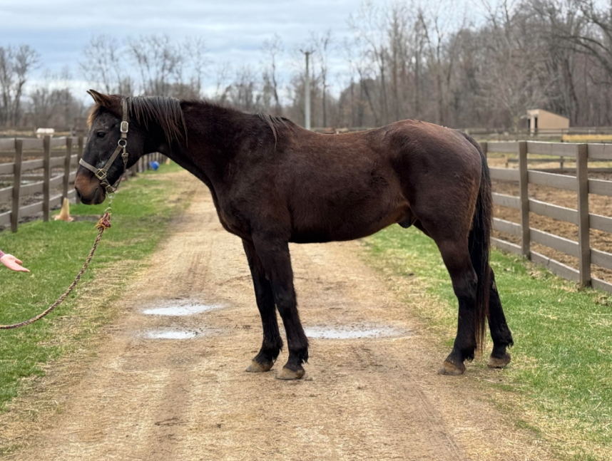 A brown horse is standing on a dirt road.