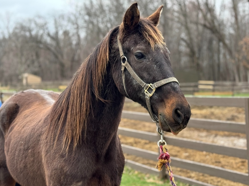 A brown horse wearing a bridle is standing next to a fence.