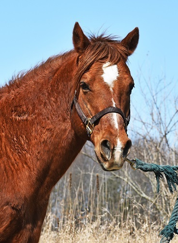 A brown horse with a white spot on its nose is tied to a rope