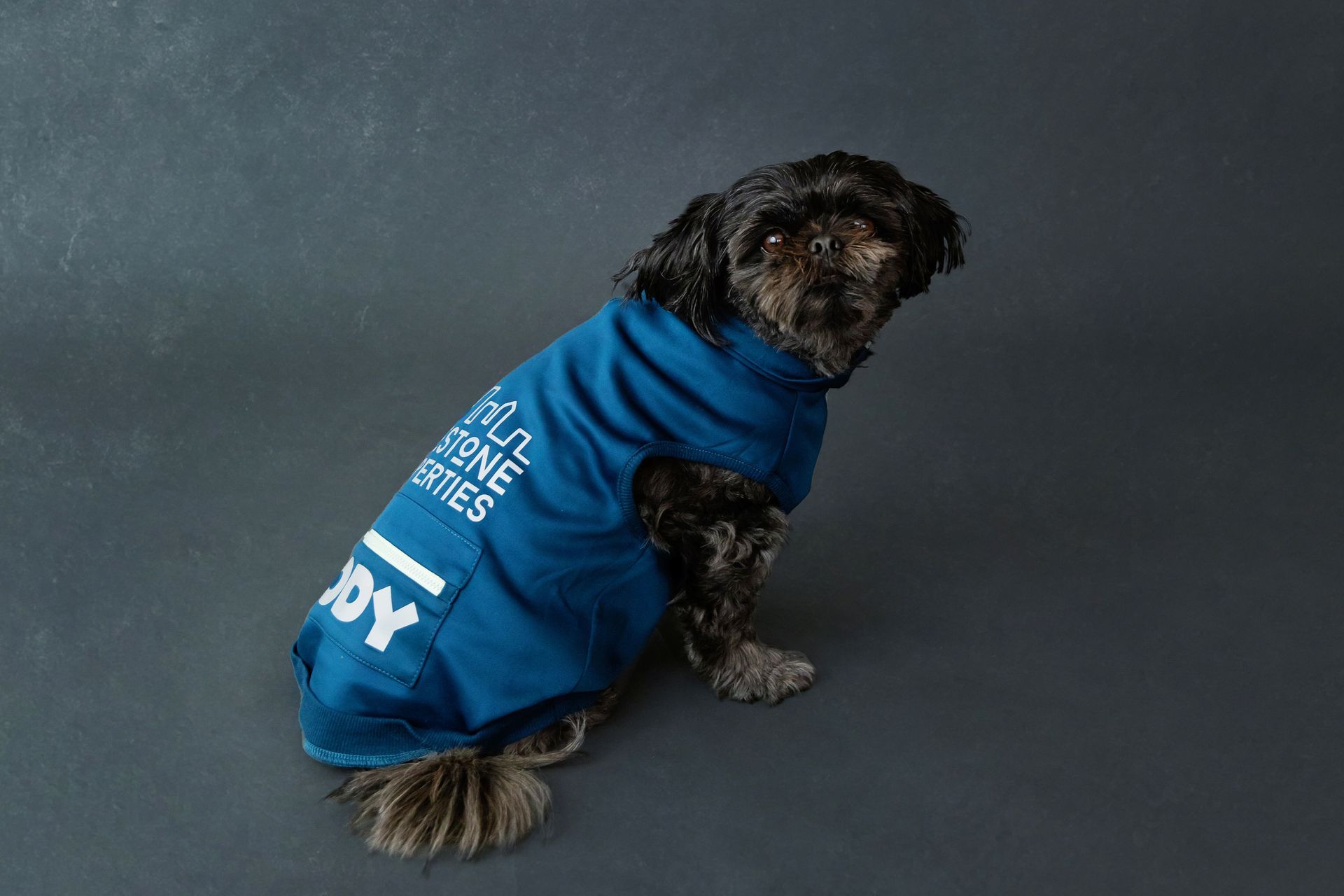 a small black dog wearing a blue jacket