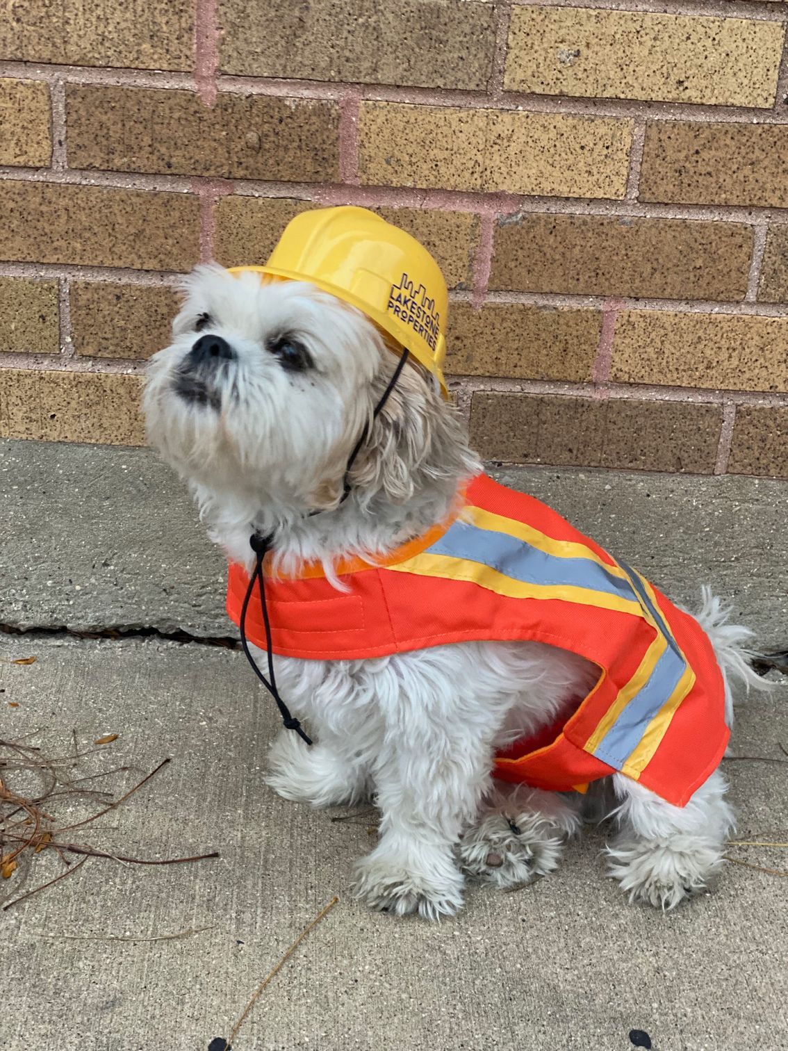 Photo of Simon the dog in construction outfit