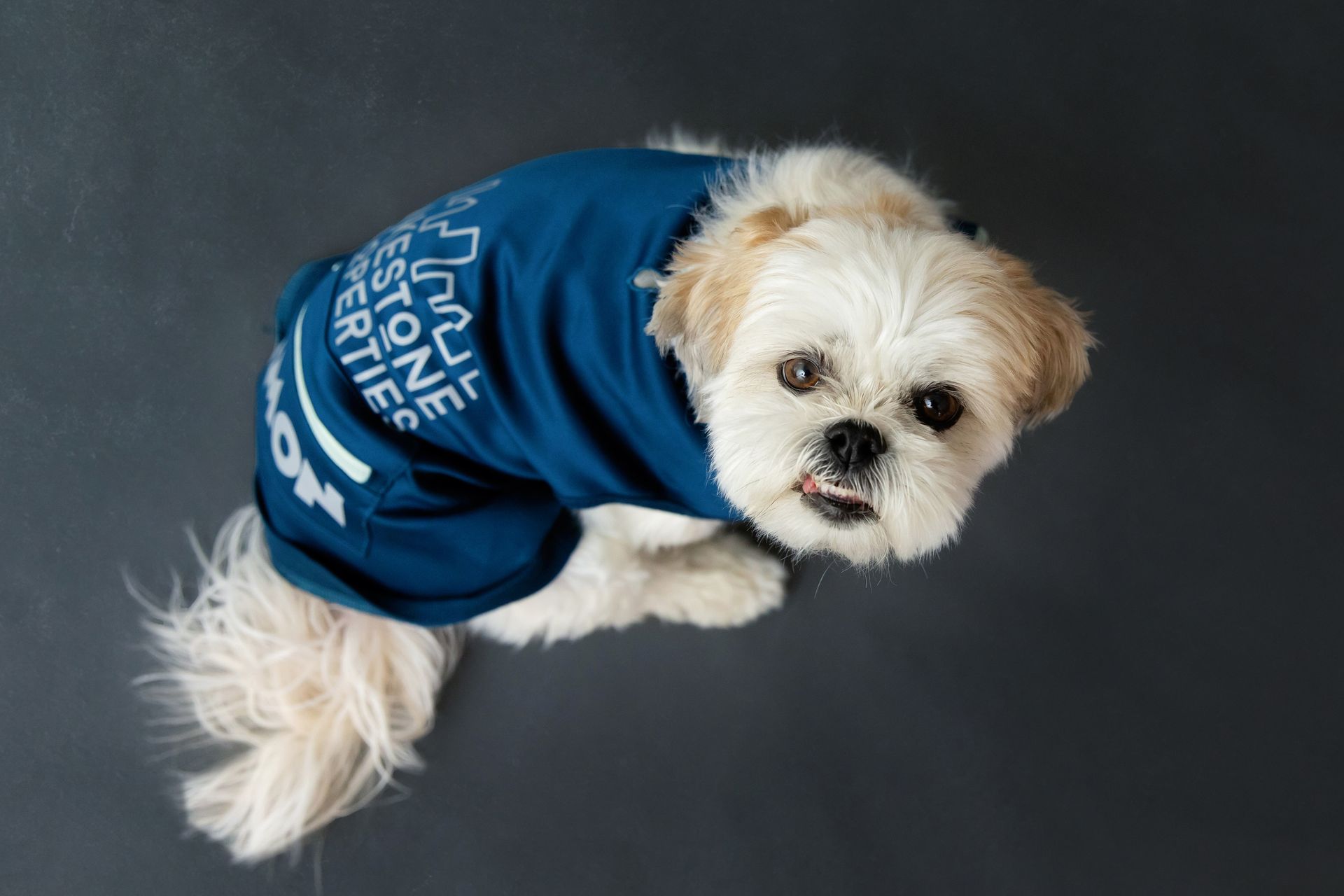 a small white dog wearing a blue shirt
