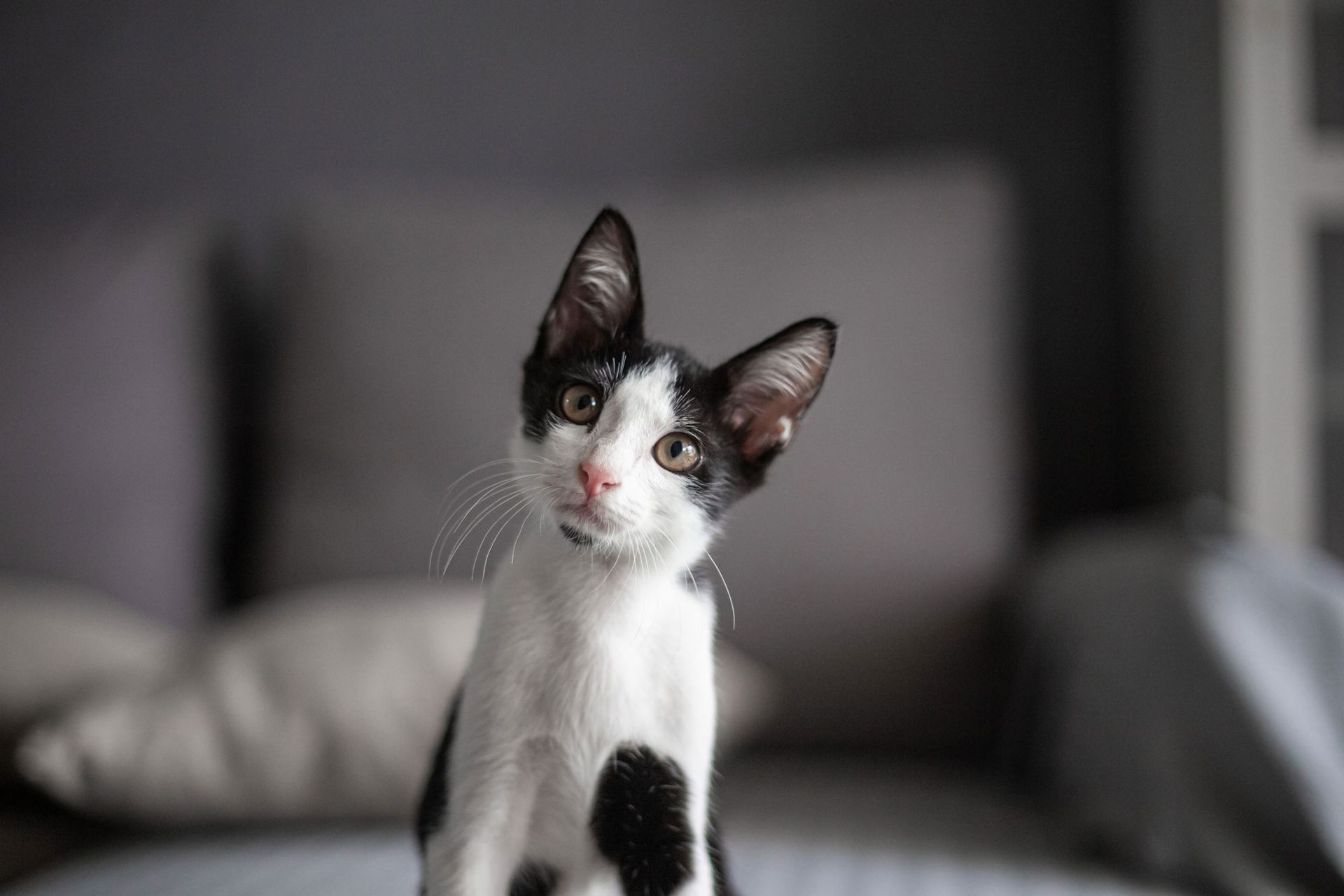 a black and white cat sitting on a bed looking at the camera