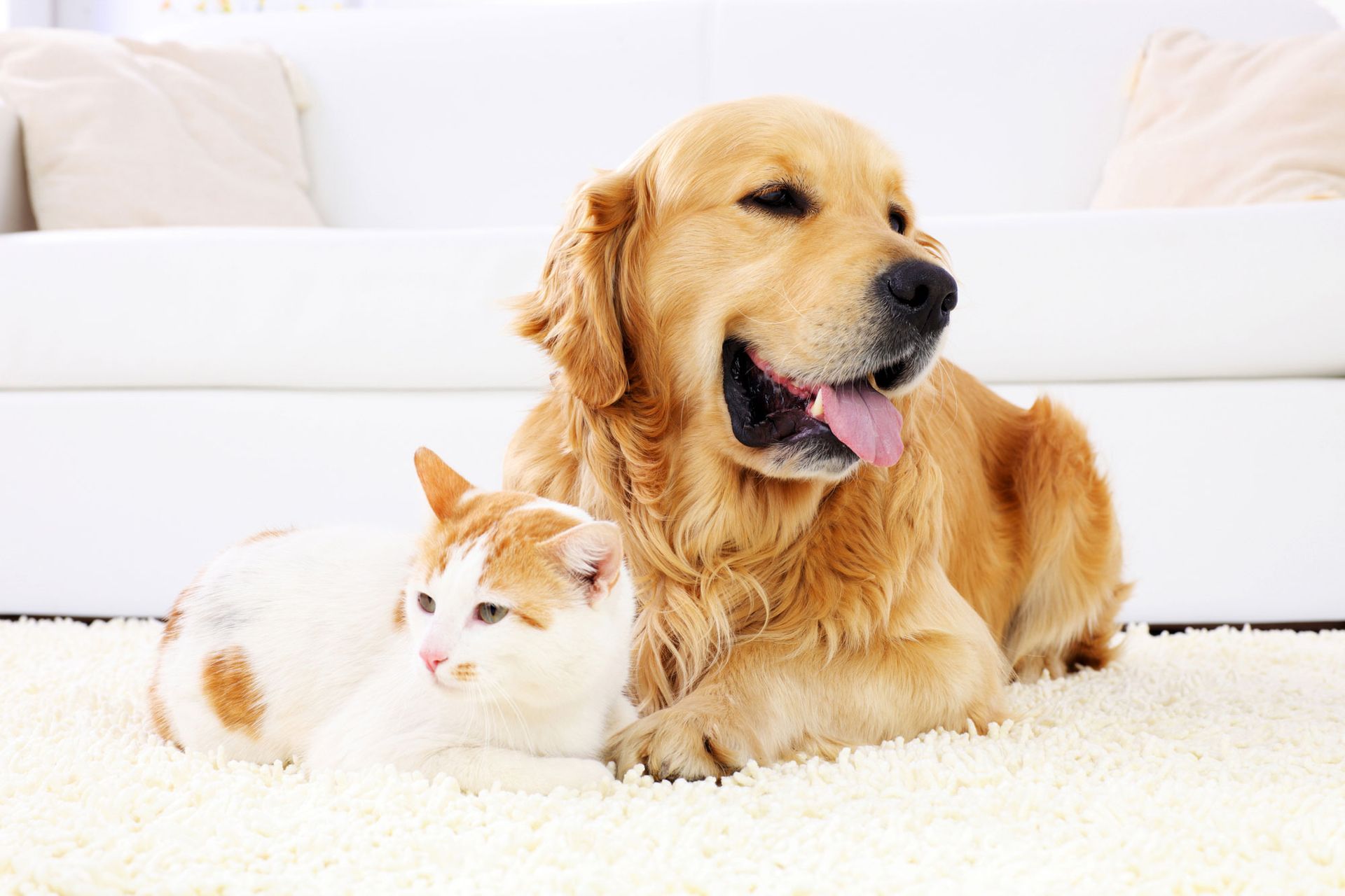a dog and a cat laying on a white carpet