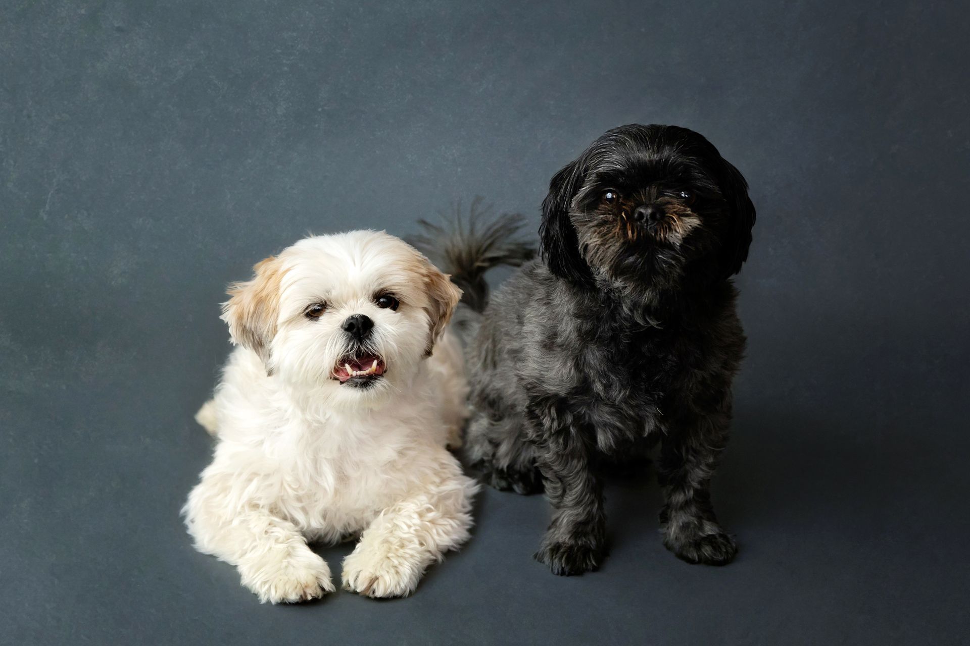 a white dog and a black dog are sitting next to each other