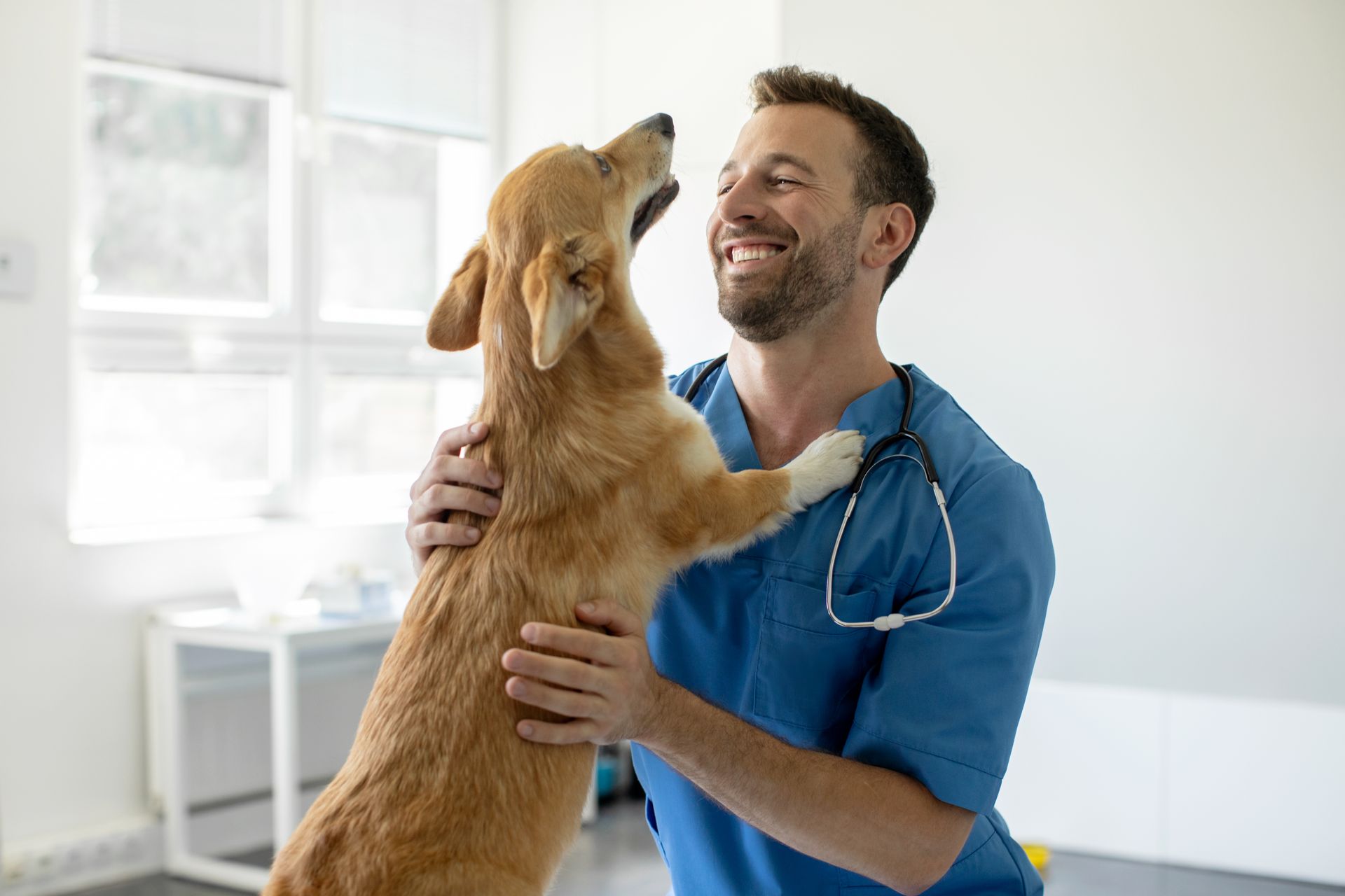 Happy man vet doctor in blue uniform cuddling pembroke welsh corgi dog.