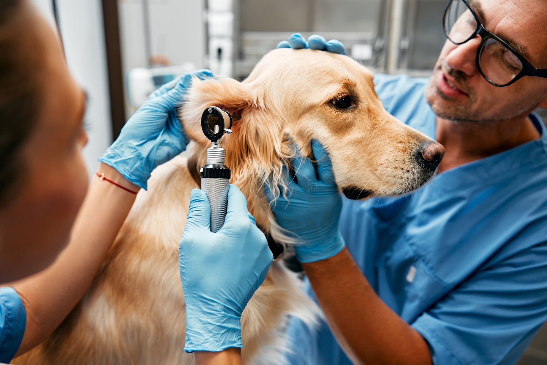 Veterinarian doctors conduct a routine examination of a dog on a table. Veterinarian doctors conduct a routine examination of a dog on a table.