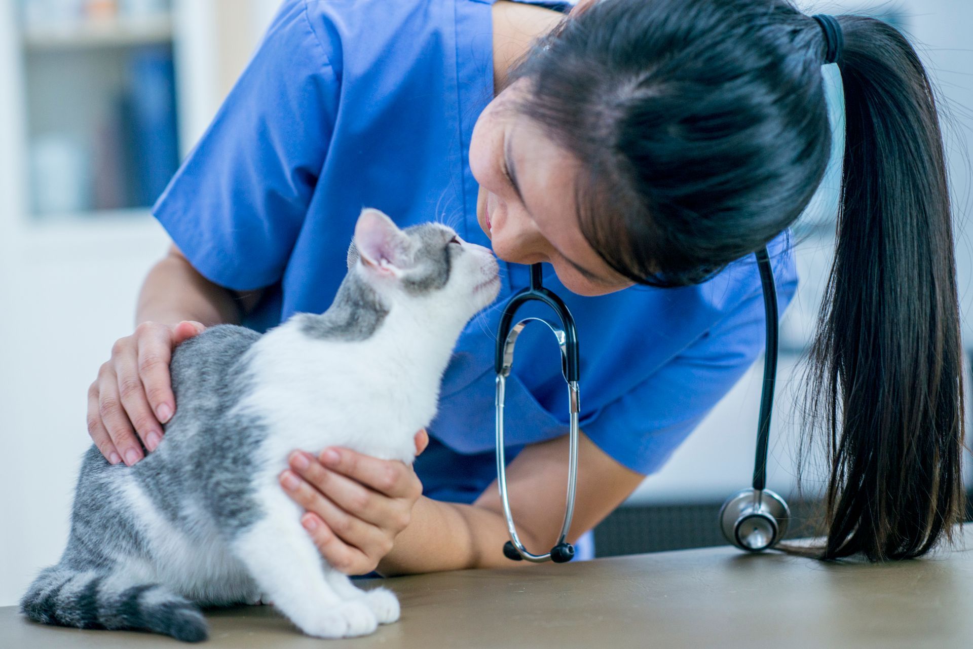 Veterinarian with a cat at Beaver Dam Veterinary Clinic, your trusted vet in Ripon, WI, offering expert pet care and services