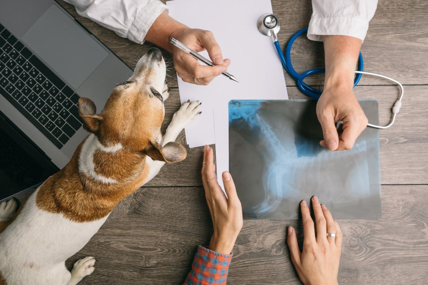 Dog Consultation — Beaver Dam, WI — Beaver Dam Veterinary Clinic