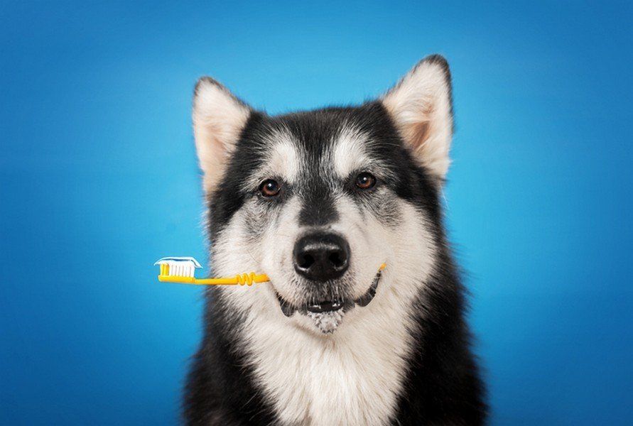 Dog with Toothbrush  — Beaver Dam, WI — Beaver Dam Veterinary Clinic