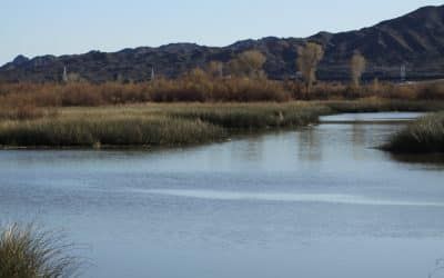 A large body of water surrounded by tall grass and mountains.