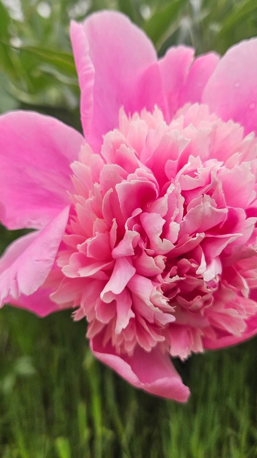 Pink peony blossom with layered petals against a green background